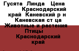 Гусята  Линда › Цена ­ 2 000 - Краснодарский край, Каневский р-н, Каневская ст-ца Животные и растения » Птицы   . Краснодарский край